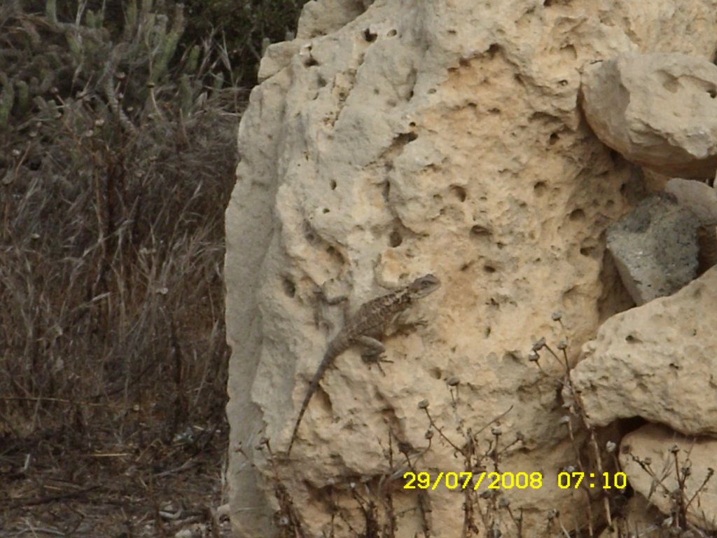 sn850312.jpg